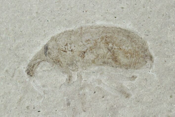 Fossil Weevil (AKA Snout Beetle) - Green River Formation, Utah #94929